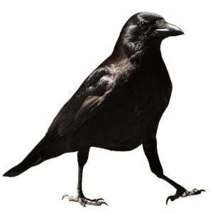 Crow