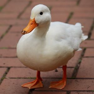 Duck