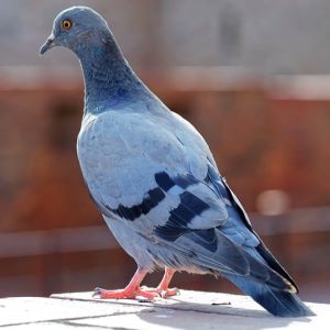 pigeon