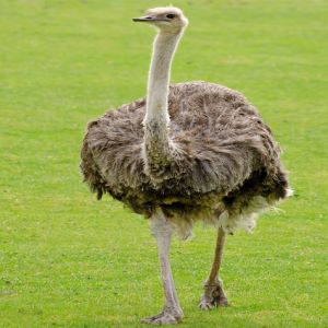 Ostrich