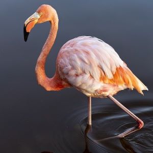 flamingo