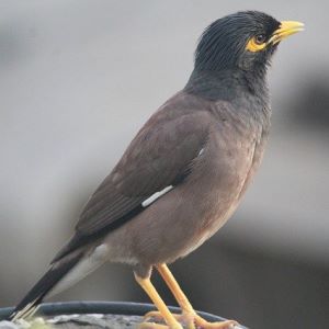 mynah