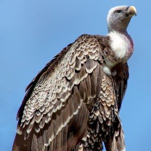 vulture