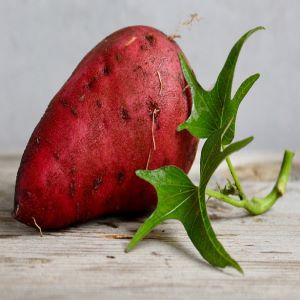 Sweet Potato