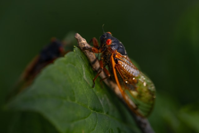 Cicadas