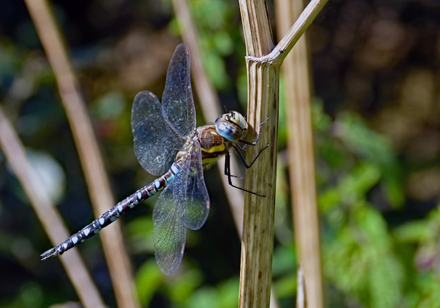 Dragonflies