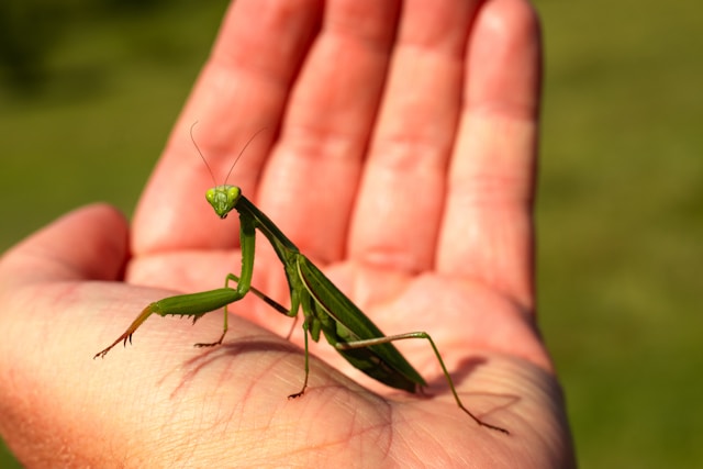 Praying Mantises